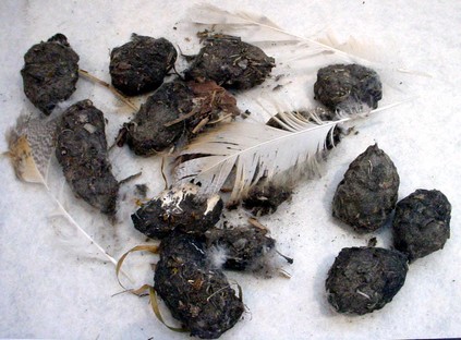 Owl Pellets