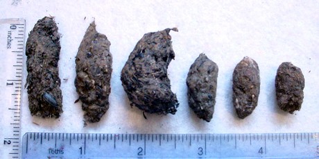 Little Owl Pellets, note the beetle wings on the outside of the pellets