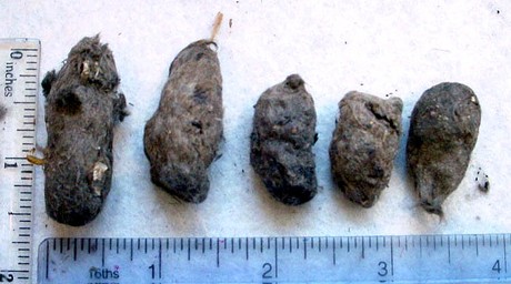 Tawny Owl Pellets, these are an irregular shape