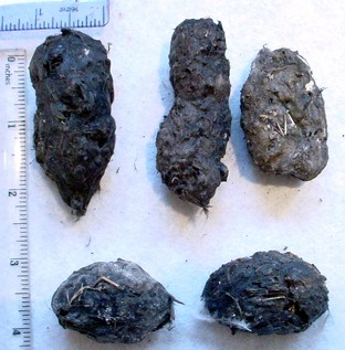 Barn Owl Pellets, these are black & oval shaped.