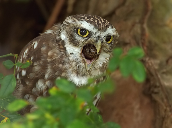 A wild Little Owl coughing up or regurgitating an Owl Pellet