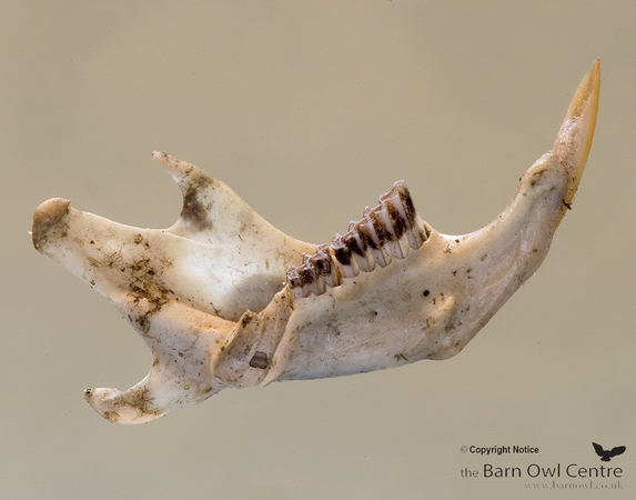 Lower Jaw Bone of Vole Skull