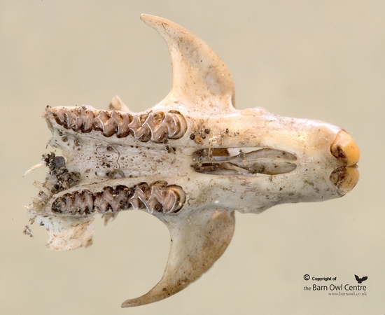 Underside of Skull showing the Voles teeth