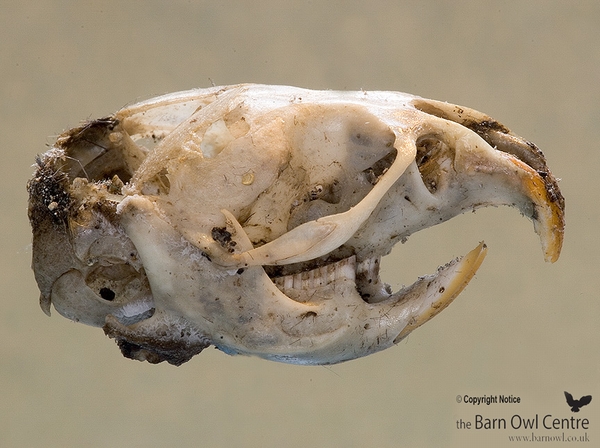 Complete Vole skull showing lower jaw bone intact