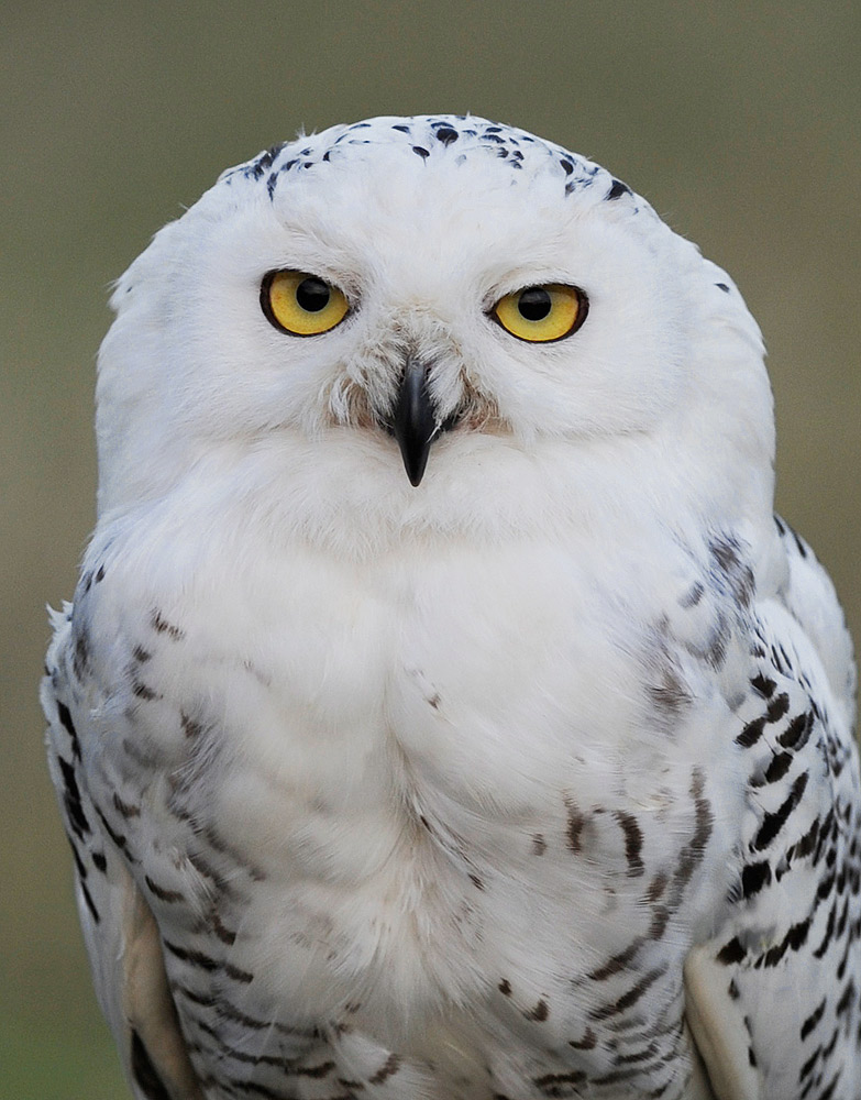 The Barn Owl Centre - Snowy Owl Photos - The Barn Owl Centre is a UK ...