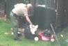 Barn Owl being grabbed like a rag doll. Words from the Barn Owl Centre cannot describe this behaviour