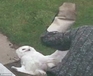 William MacKenzie about to punch a beautiful Snowy Owl