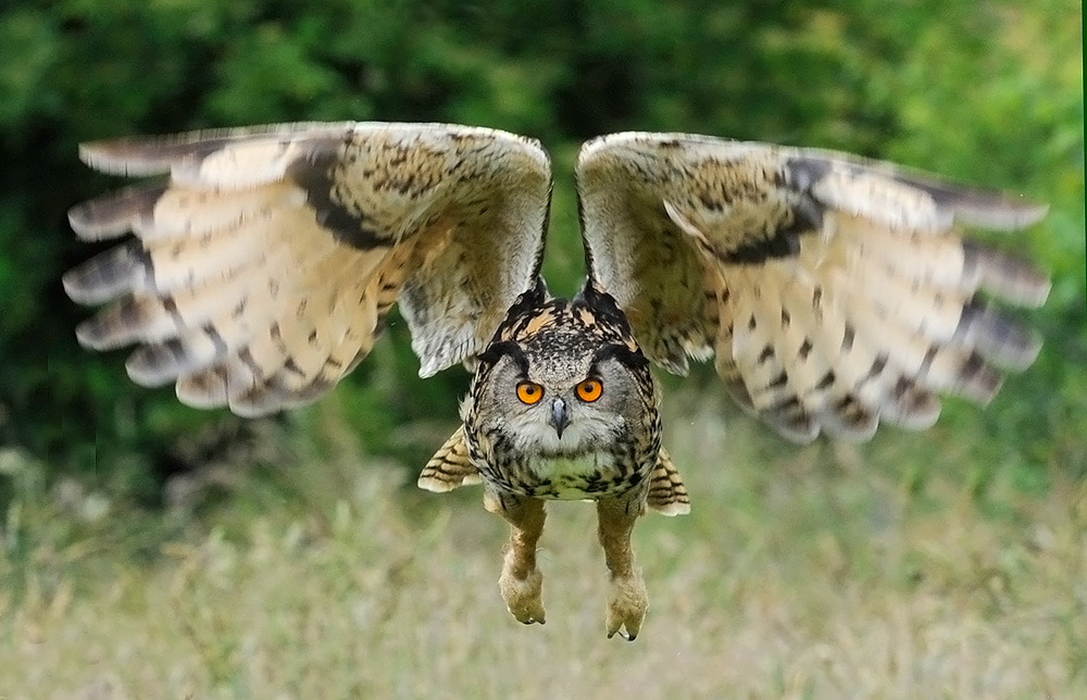 The Barn Owl Centre - News - The Barn Owl Centre is a UK registered ...