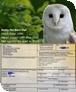 Barny the barn owl at the sanctuary enjoyed her long-term welfare care