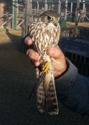 Female Merlin