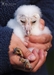 A safe pair of hands, dedicated to Owl Welfare