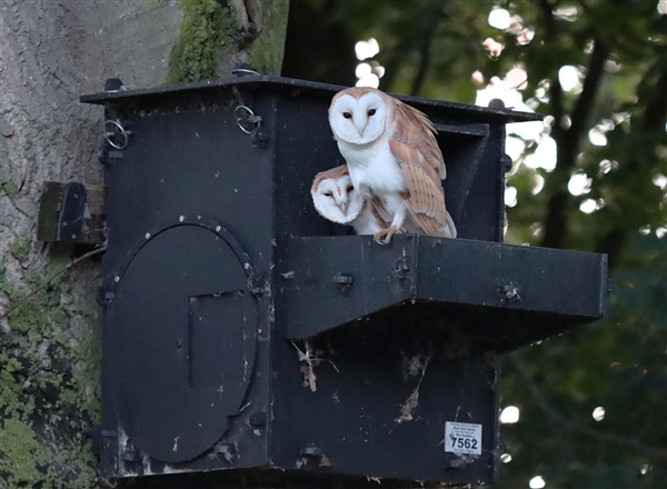 ECO Barn Owl Nest Box (Eco-T) installed for owl conservation