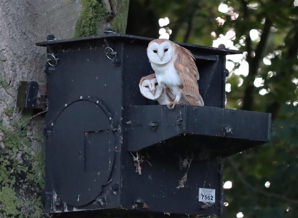 ECO Barn Owl Ref EcoT