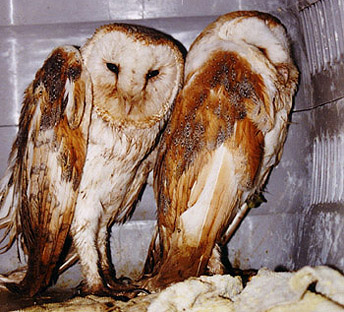 Owls you can store own