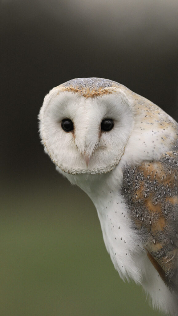 Close-up portrait of a Barn Owl making direct eye contact with the viewer