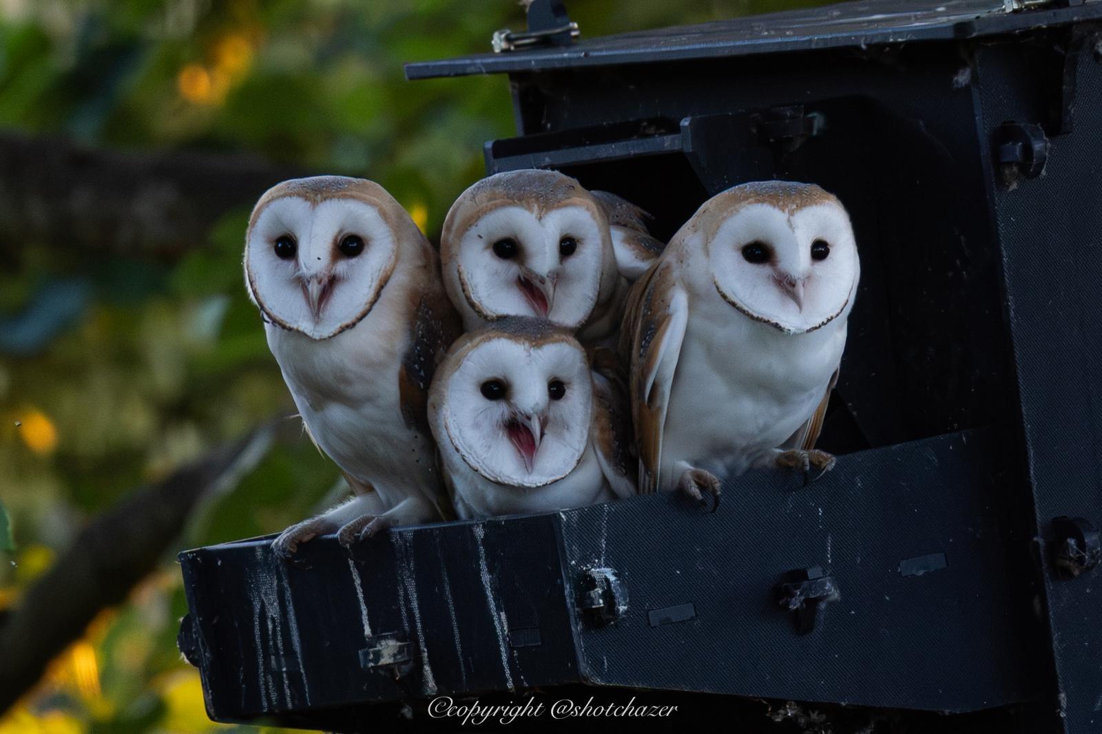 Young Barn Owls waiting for food to arrive